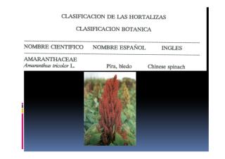 clasificacion de las hortalizas.pdf