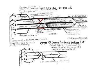 1-22 brachial plexus.pptx